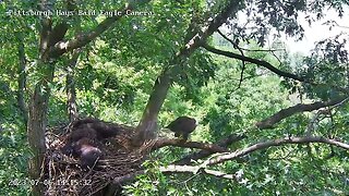 Hays Eagles Mom brings a Fish to the Nest, H19 H20 Claim 7.6.23 14:14