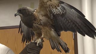 Raptor Fest helps celebrate 25 years of the Snake River Birds of Prey