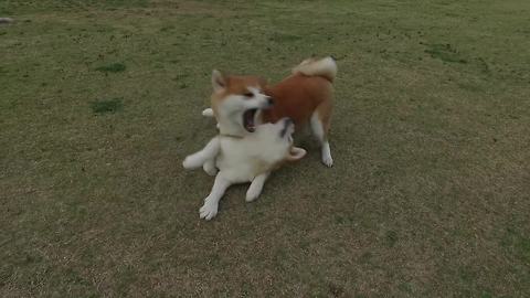 Pair of playful Akitas show love for each other