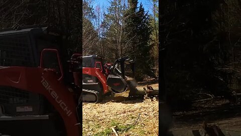 Turning a 24" White Pine into Sawdust - Forestry Mulching in Virginia