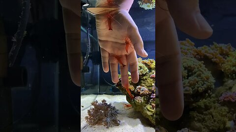 The Best Manicure Using Shrimp! 🦐 #aquarium #fishtank #shrimp