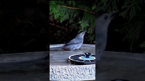 Catbird Wonderful Bath #shorts #birds