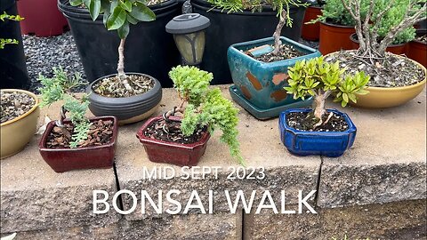 Bonsai Bench Walk - Mid Sept 2023