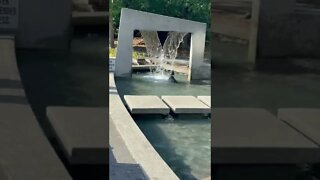 Dog plays in the fountain