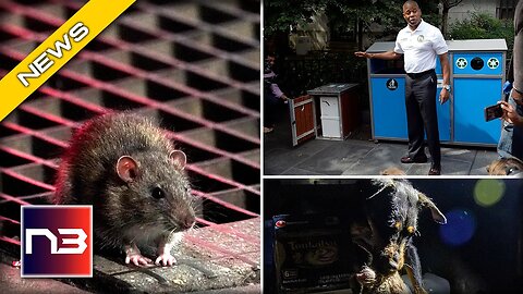PETA Takes on NYC’s “Rat Czar,” Blames Humans for Filth