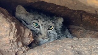 Search for Pallas cats!