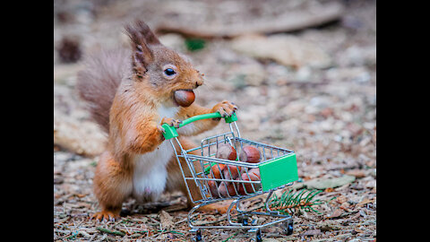 Squirrel eating nuts and jump animals tail