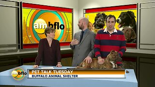 Pet Talk Tuesday - Meet Dumbo