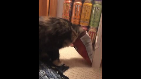 Funny cat video 😹😸😹😺😹😸😹😹😹😸😸