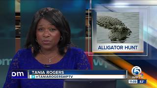 Alligator hunting season starts in Florida