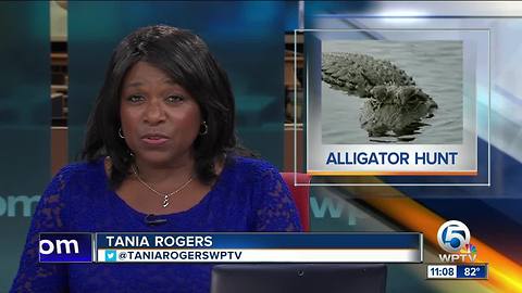 Alligator hunting season starts in Florida