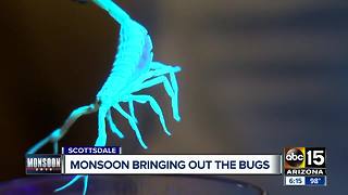 Monsoon bringing out the bugs at Valley houses