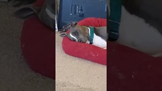 sleepy boy #einsteinsbackyard #shorts #pitbulls #dog #short #sleepydog #shortvideo #shortsvideo