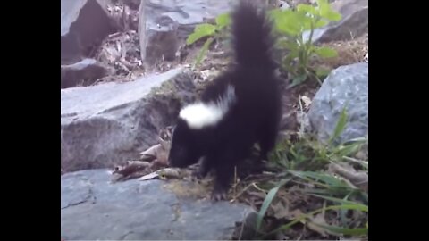 Hilarious Cute Baby Skunks Trying to Spray!