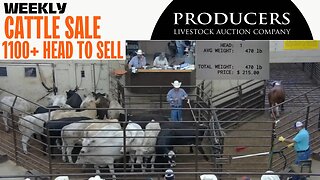 7/27/2023 - Producers Livestock Auction Company Cattle Auction