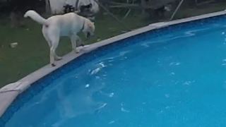 Puppy loves walking around rim of pool