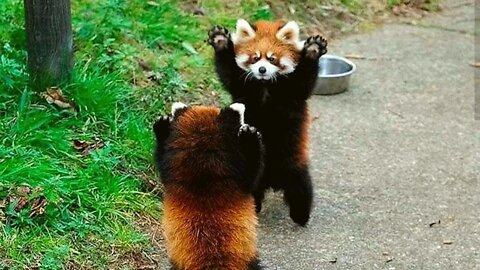 Keep calm and watch out the adorable Red Panda playing around!