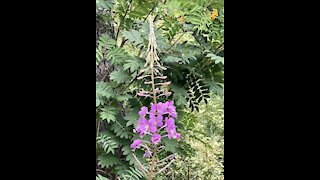 Fireweed and a bee, these are a few of my favourite things ❤️