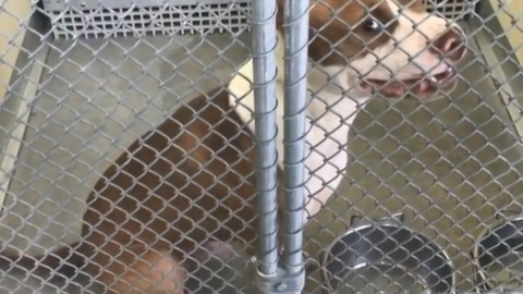 Concerns with Humane Society