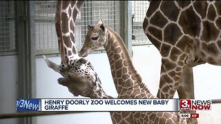 Baby giraffe arrives at Omaha zoo