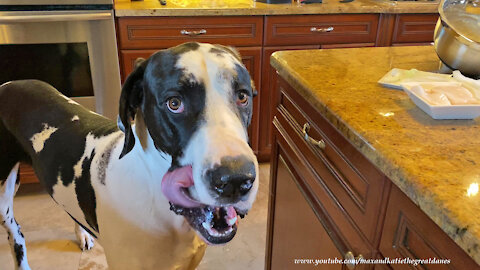 Great Danes Watch How To Make Battered Fish And Chips