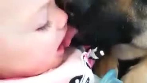 Baby finds German Shepherd kisses simply hilarious