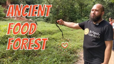 Living In An Ancient Food Forest - Permaculture Forest Gardening In It's Original Form