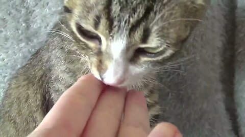 Little Cat Yawns and Licks My Hand