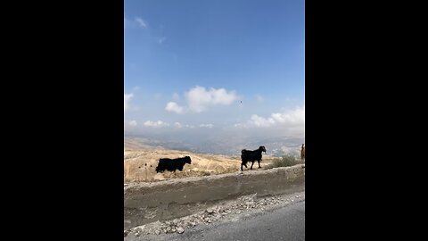 Mountain goats in Qurnat al Sawda, highest peak in Lebanon