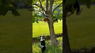 Dog climbs tree!