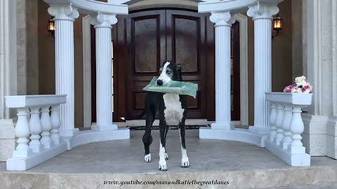 Happy Great Dane Loves to Deliver the Newspaper