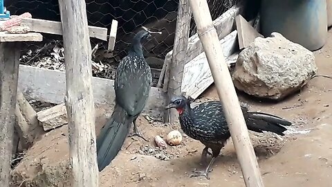 Jucu e galinha procurando alimentos guans e galinha