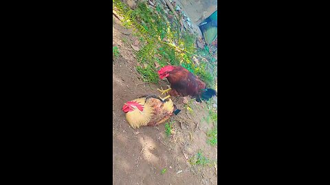 My Roosters 🐓🐓🐓