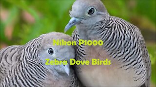 Zebra Dove birds with Nikon P1000