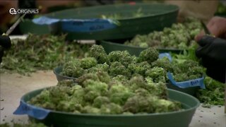Federal Marijuana laws could force change in Ohio