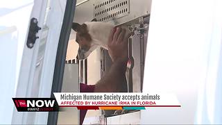 Michigan Humane Society Accepts Irma Animals