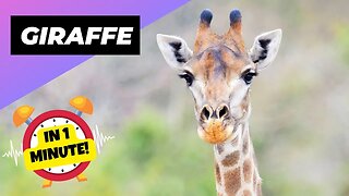 Giraffe - In 1 Minute! 🦒 The Tallest Animal In The World | 1 Minute Animals