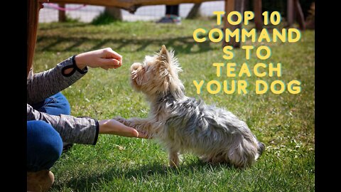 Dog Training 101 - Basic Dog training Commands - Top 10 Commands
