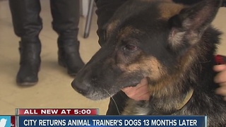 City returns animal trainer's dogs