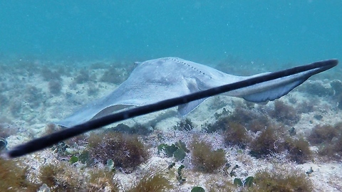 Stingray Sweeps Tail Across Camera As It Hunts For Food