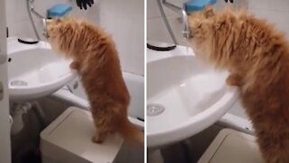 Smart Kitty Trained To Drink Water From The Faucet
