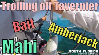 Fishing off Tavernier. Catching Bait, Mahi & Yellowjack