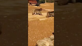 Kyoto, Japan - Monkeys!