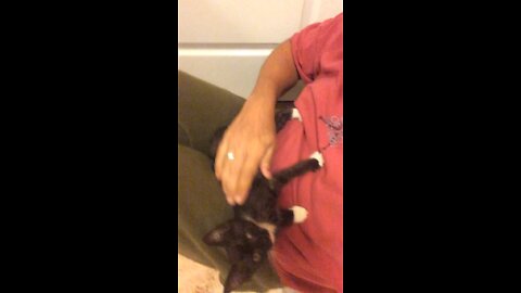 Wild Kitten gets some love