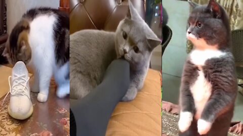Cat Comedy Video Cat Funny video Part4 #CatShort #CatVideo