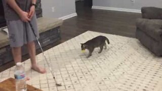 Cat makes an excellent caddy