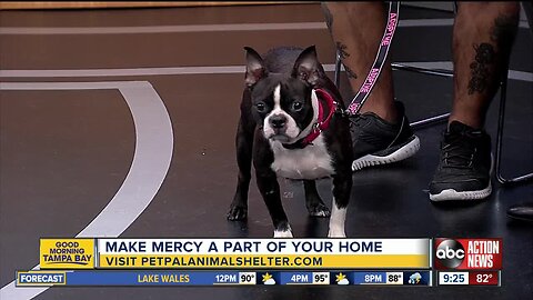Pet of the Week: Mercy is a 4-year-old Boston terrier looking for an active family