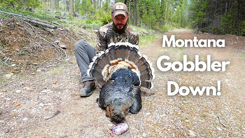 Beautiful Montana Gobbler Down! Western Montana Spring Turkey Hunting 2023
