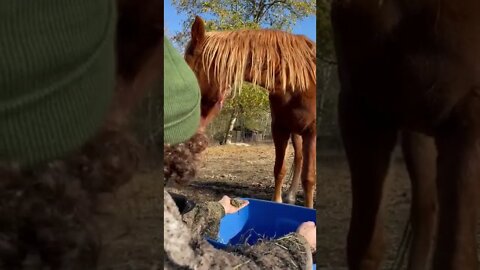 Petting A Mustang