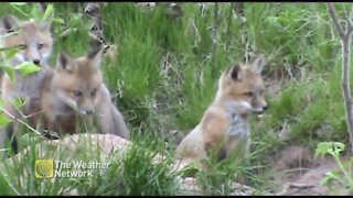 Adorable fox kits peek out of their den